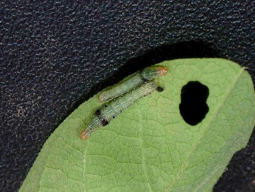 Réf. 219 790 : Spodoptera litura
